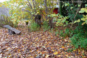 fall in Denmark.jpg (251912 byte)