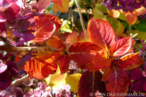 hortensia kopi.jpg (172668 byte)